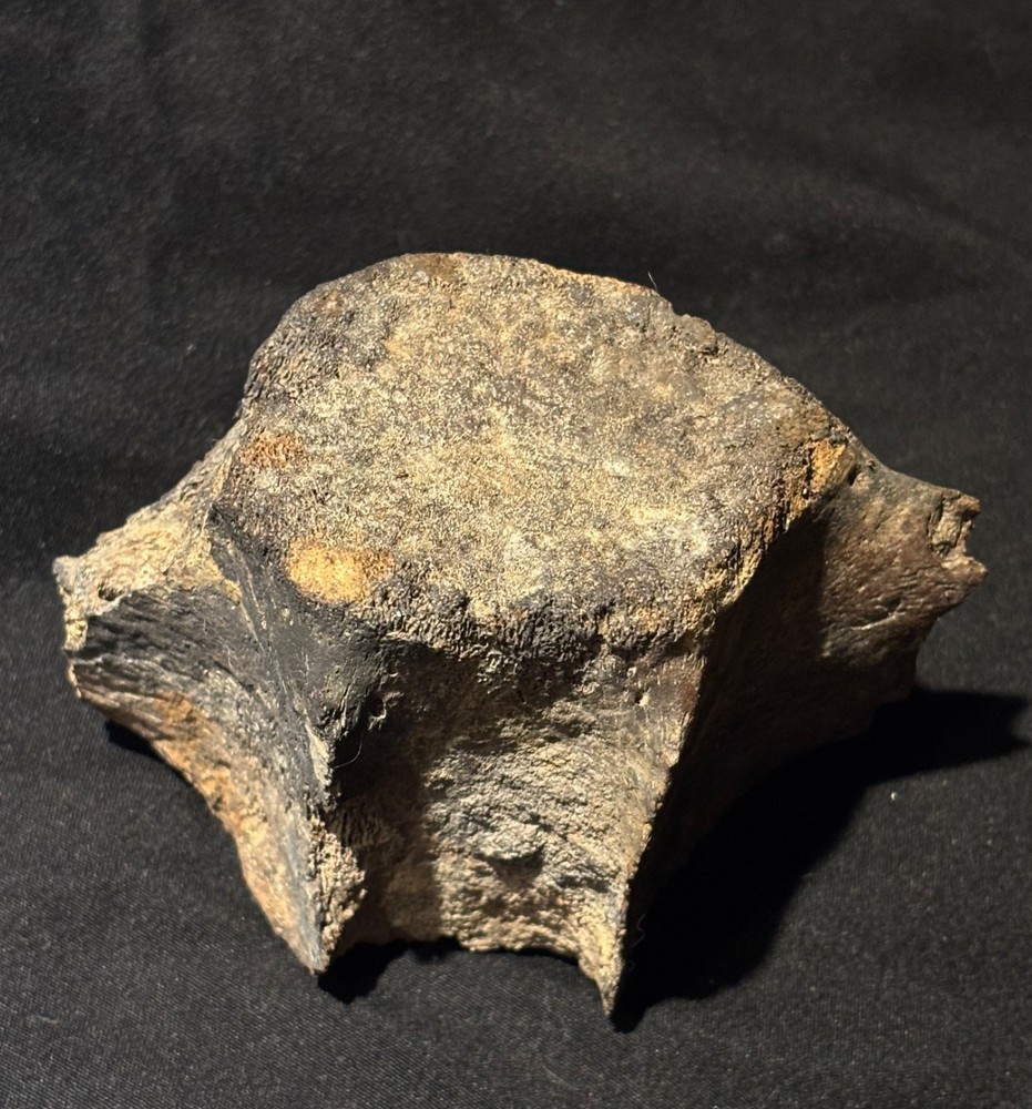 Prehistoric Fossil Dolphin Backbone Vertebrae SC