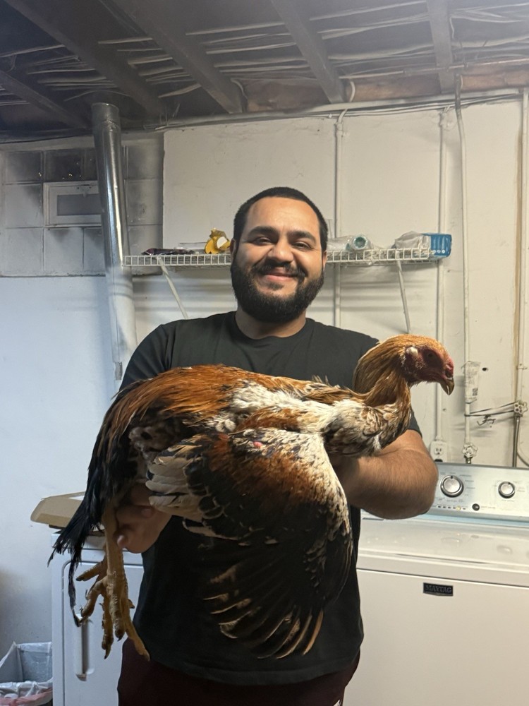 Half Dozen Indio Gigante Hatching Eggs