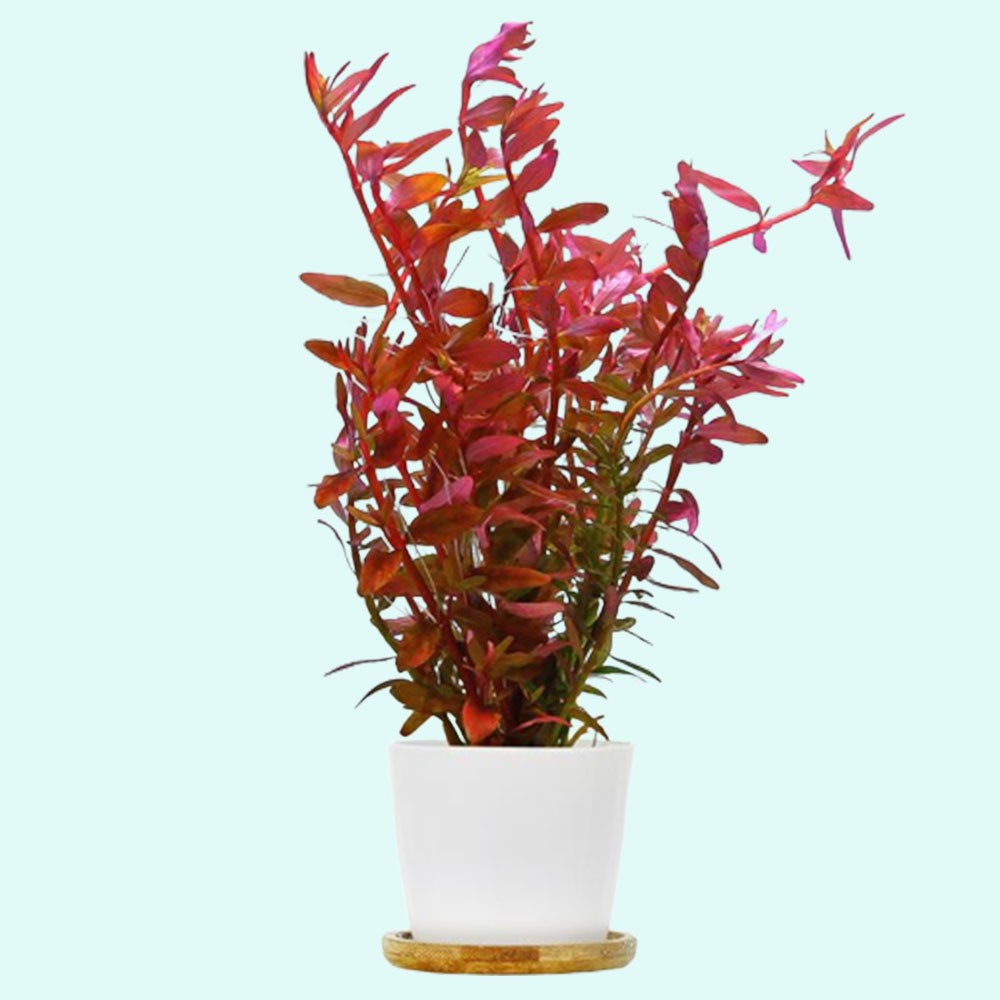 Rotala Indica
