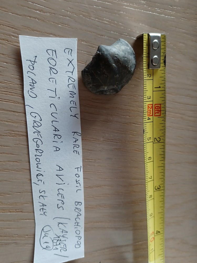 Extremely rare Devonian brachiopod, Eoreticularia Aviceps, Poland, Rocks