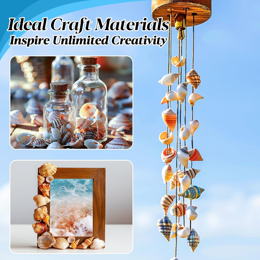 Tiny Seashells for Crafts - Small Sea Shells Mixed Ocean Beach Shells Bulk for H