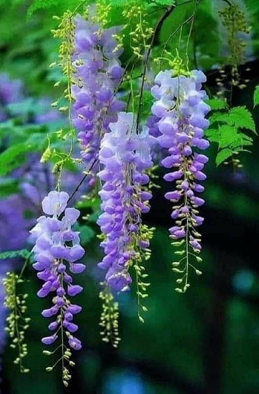 2 Wisteria Blue | Bare-Root