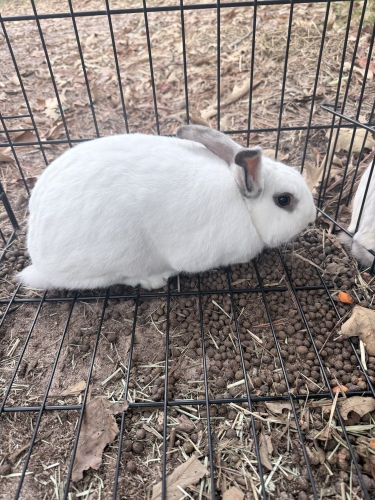 🐇 BUNNIES FOR SALE🐇