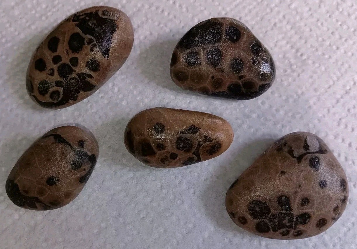 Petoskey Stone Lot- Dark Contrast Whole Raw Unpolished Lake Michigan Hexagonaria
