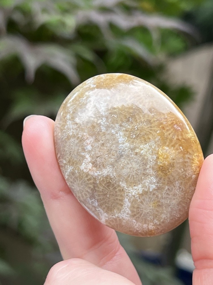 Fossilised Coral Crystal Palmstone AAA+ 19