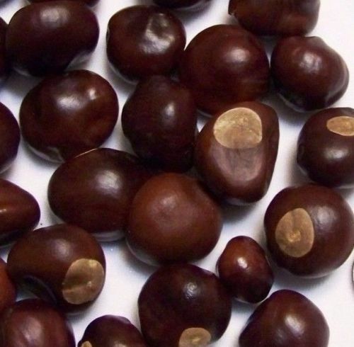 Ohio Buckeye Nuts Buy 1 10 25 50 or 100 Dried 2021/22 Crop OSU Graduation Craft