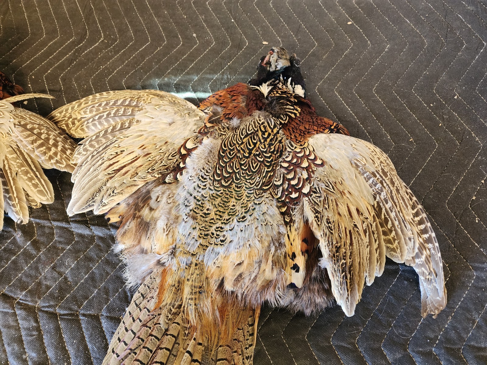 2 Ring Necked Pheasant Pelt Feathers Fly Fishing Material Dog Training Crafts