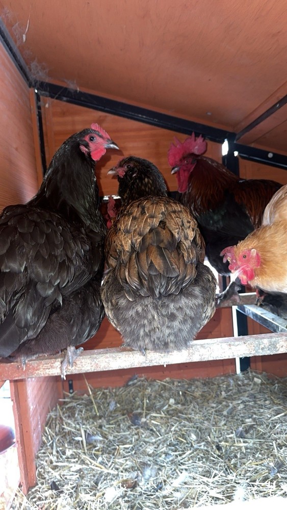 12 Assorted Hatching Eggs, EASTER EGGER, BCM, LAVENDER ORPINGTON, ETC.