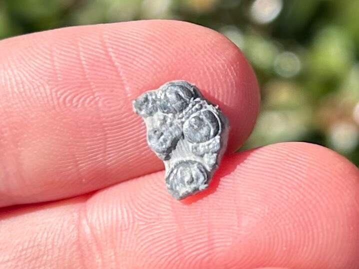Fossil Trilobite Peronopsis interstrictus Utah Cambrian Age Bug