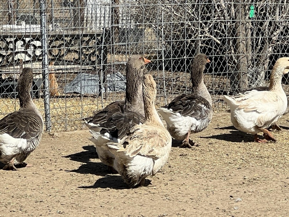 Jumbo Dewlap Toulouse Hatching Eggs