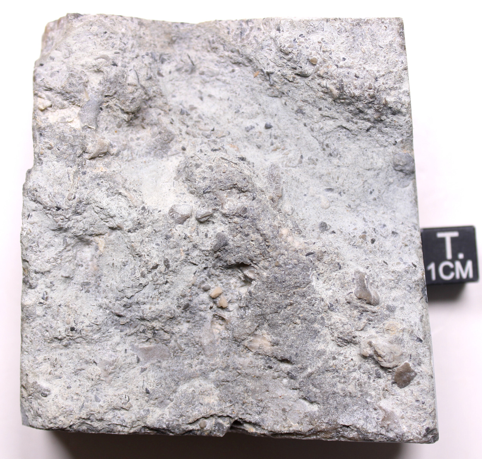 Rare Cyclocystoid Ossicles Ordovician Indiana Whitewater Formation Fossil