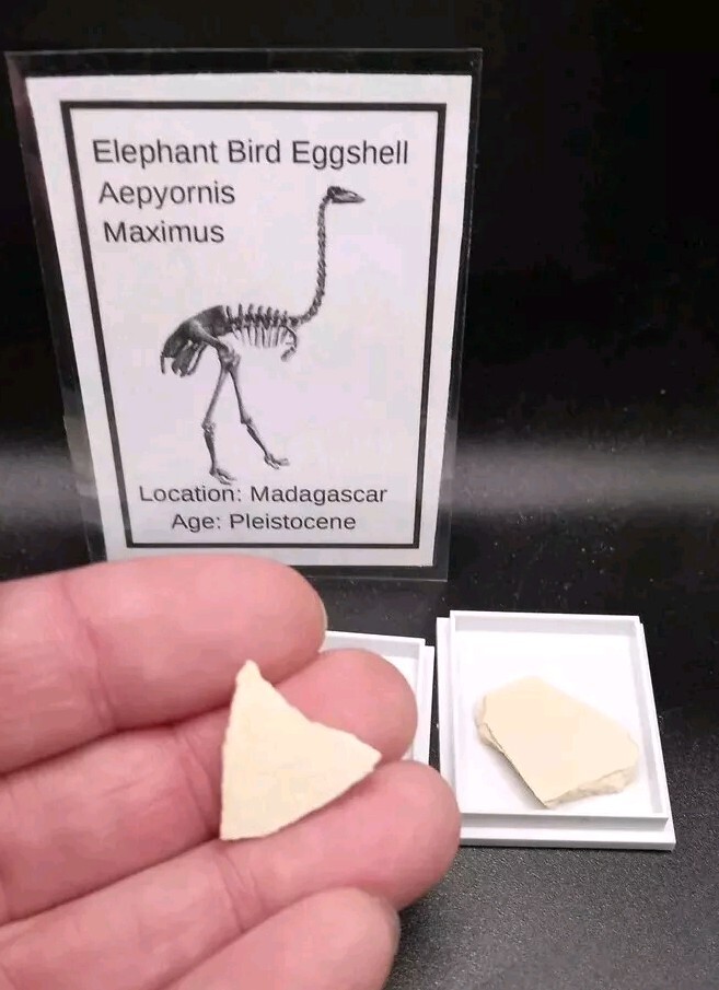 Fossil Elephant Bird Eggshell~Aepyornis~Madagascar Display Case
