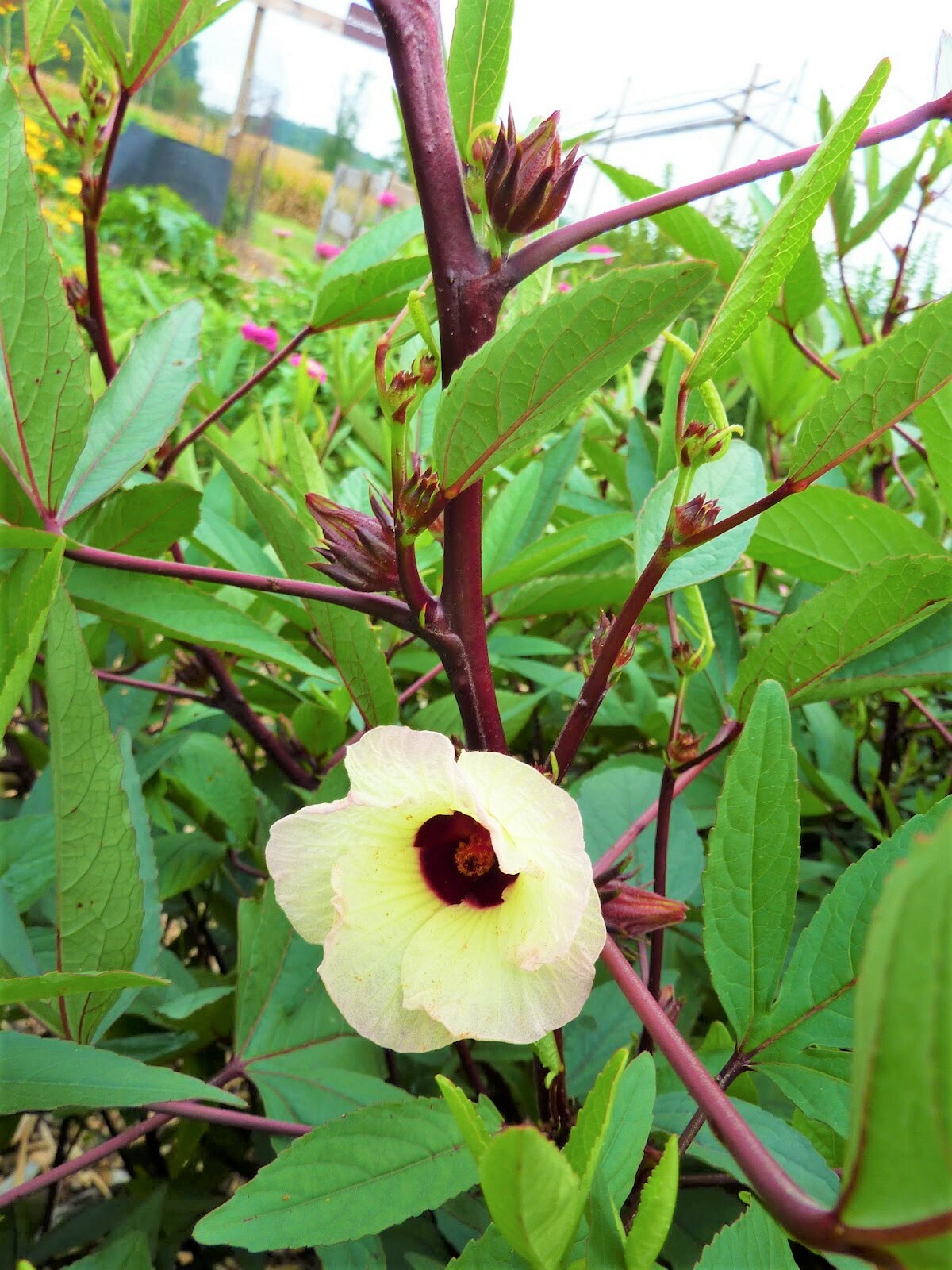 Red Hibiscus Roselle Seeds | Sabdariffa Sour Leaf Sorrel Chin Baung Jamaican