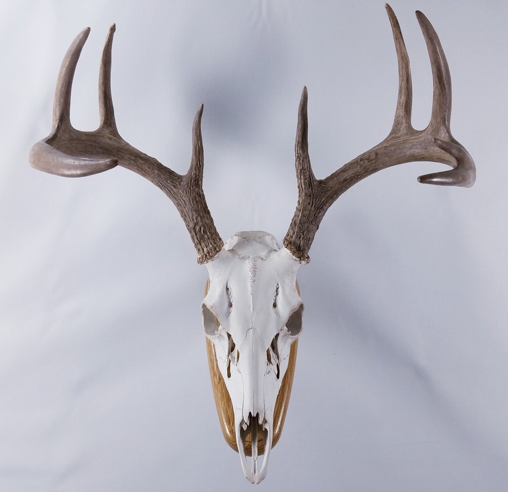 European Skull Mount Wall Plaque White Oak
