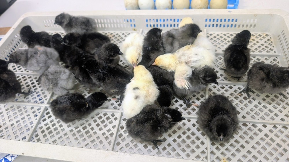 6 Zombie & Fibro Egger Hatching Eggs