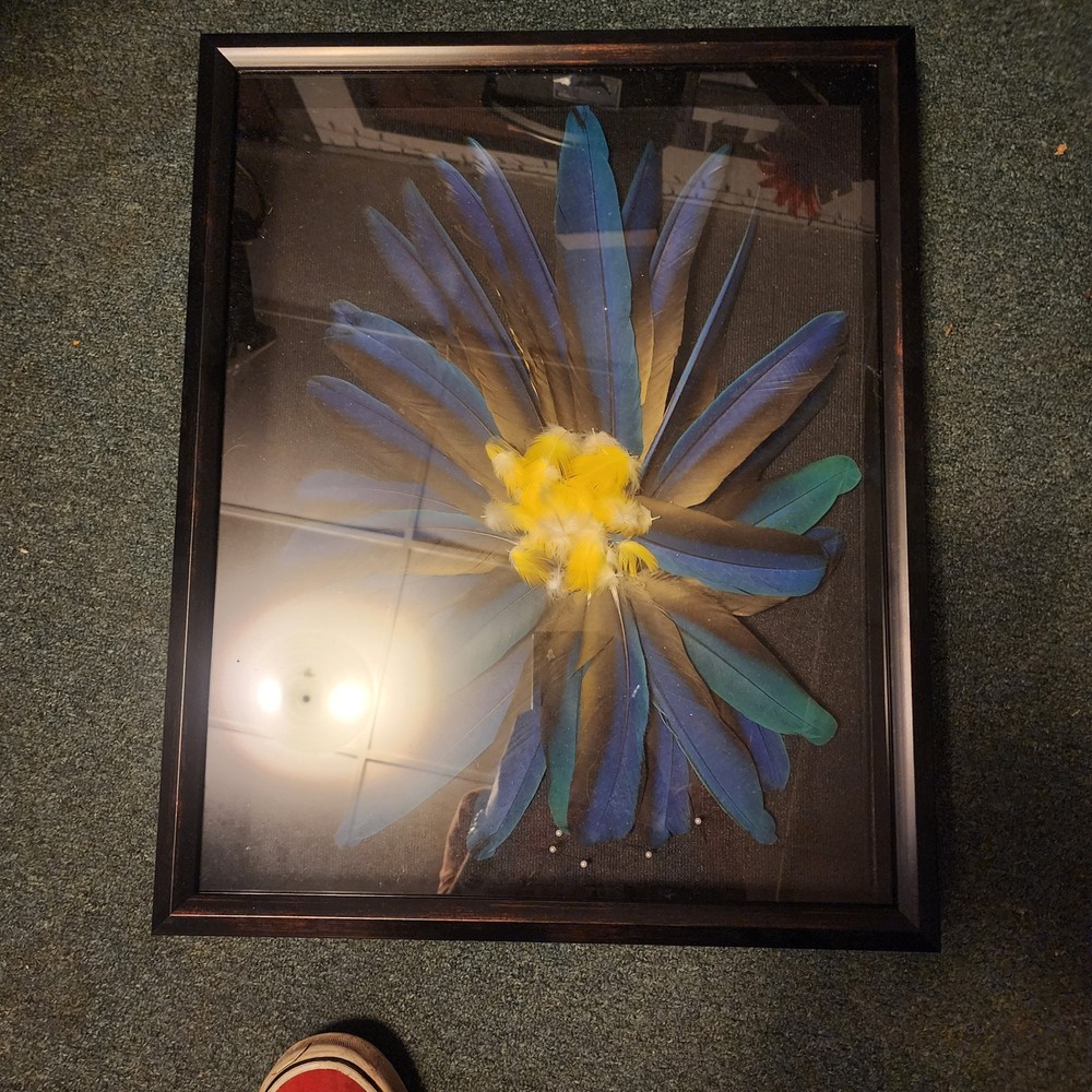 Blue And Gold Mcaw Feathers Behind Display Case.