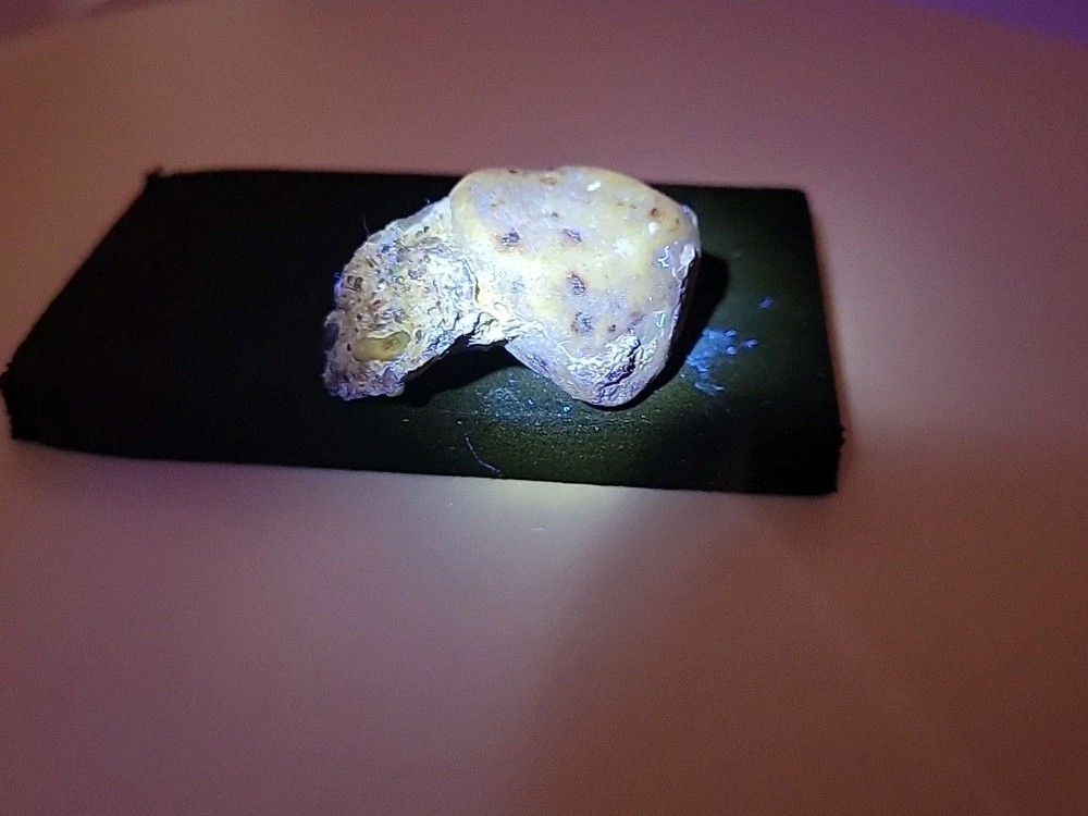 Fossilized Dinosaur HAND CLAW/Knuckle Bone Permineralized Fossil