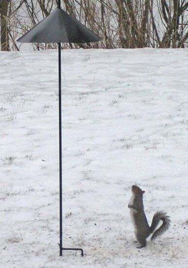 Erva Pole Mount Squirrel Baffle Galvanized Finish SB8GLV