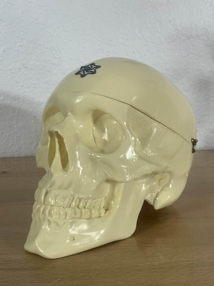 Anatomically Correct Life Size Skull Removable Cranium & Brain Teaching Aid