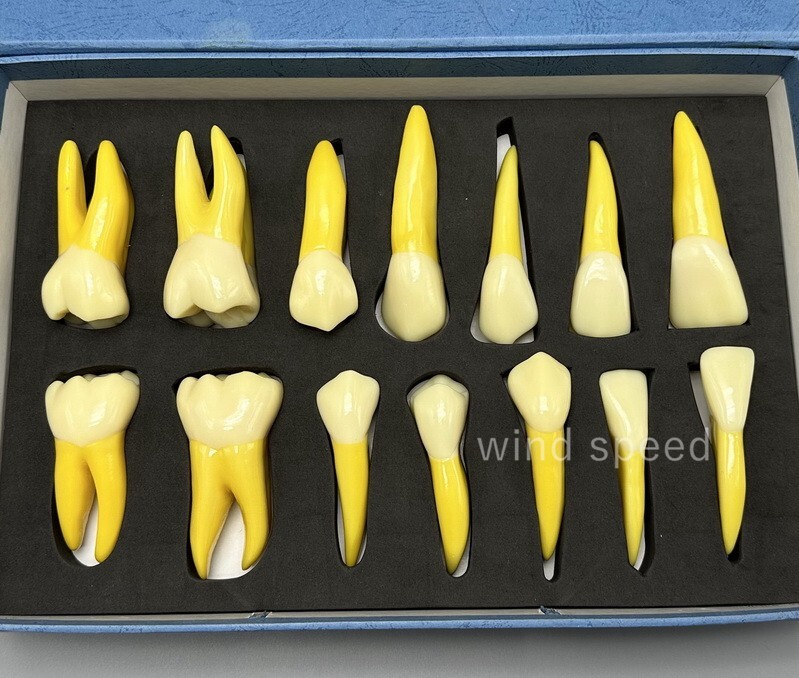 4 Times Extracted Permanent Teeth anatomy model Lab anatomical Study model T-D10