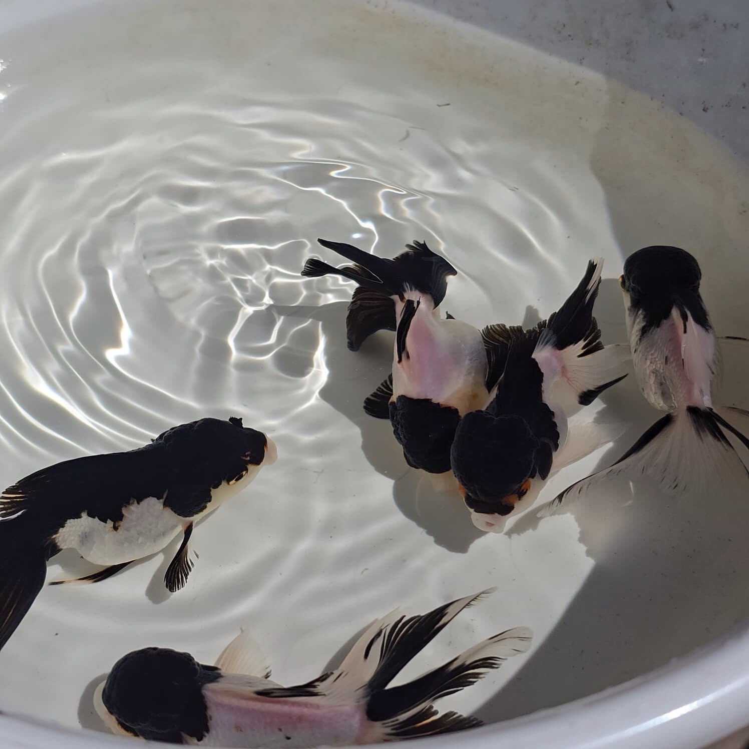 Live Oranda Panda Color Juvenile Goldfish short body 2 to 2.5 inch