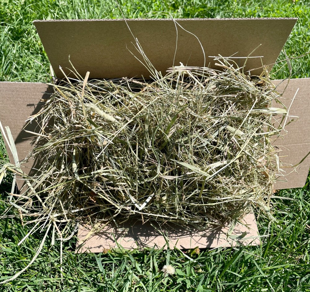 Grass hay 