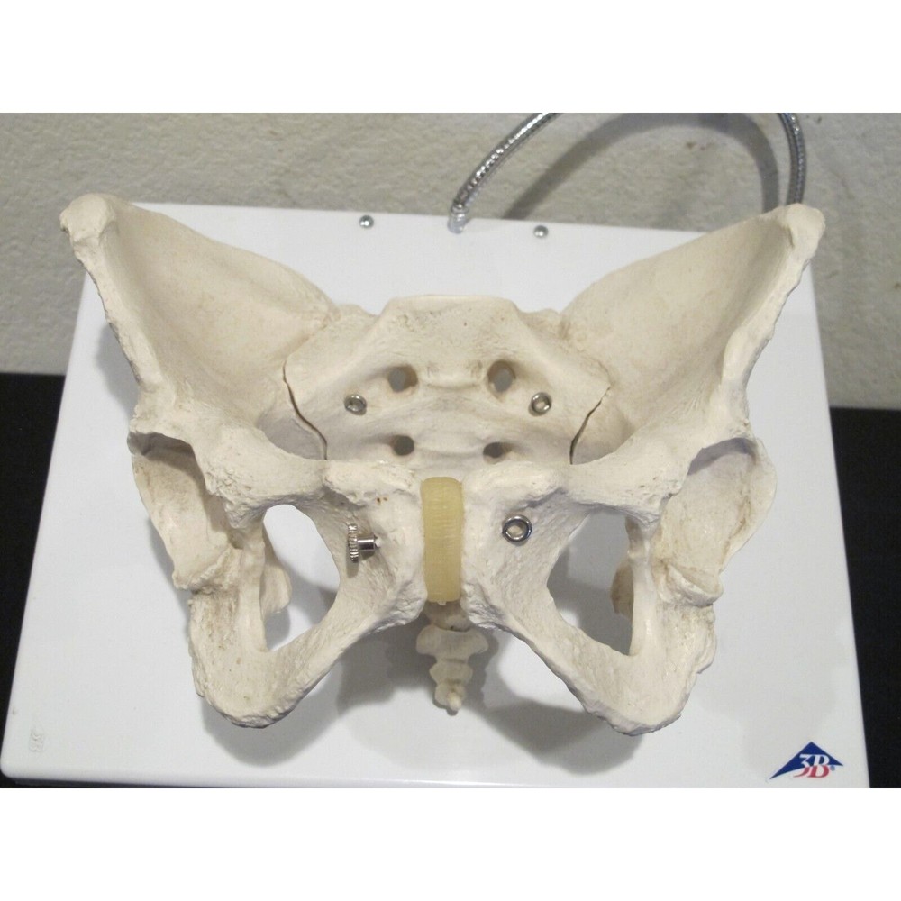 3B Scientific Human Anatomical Pelvis Skeleton Model