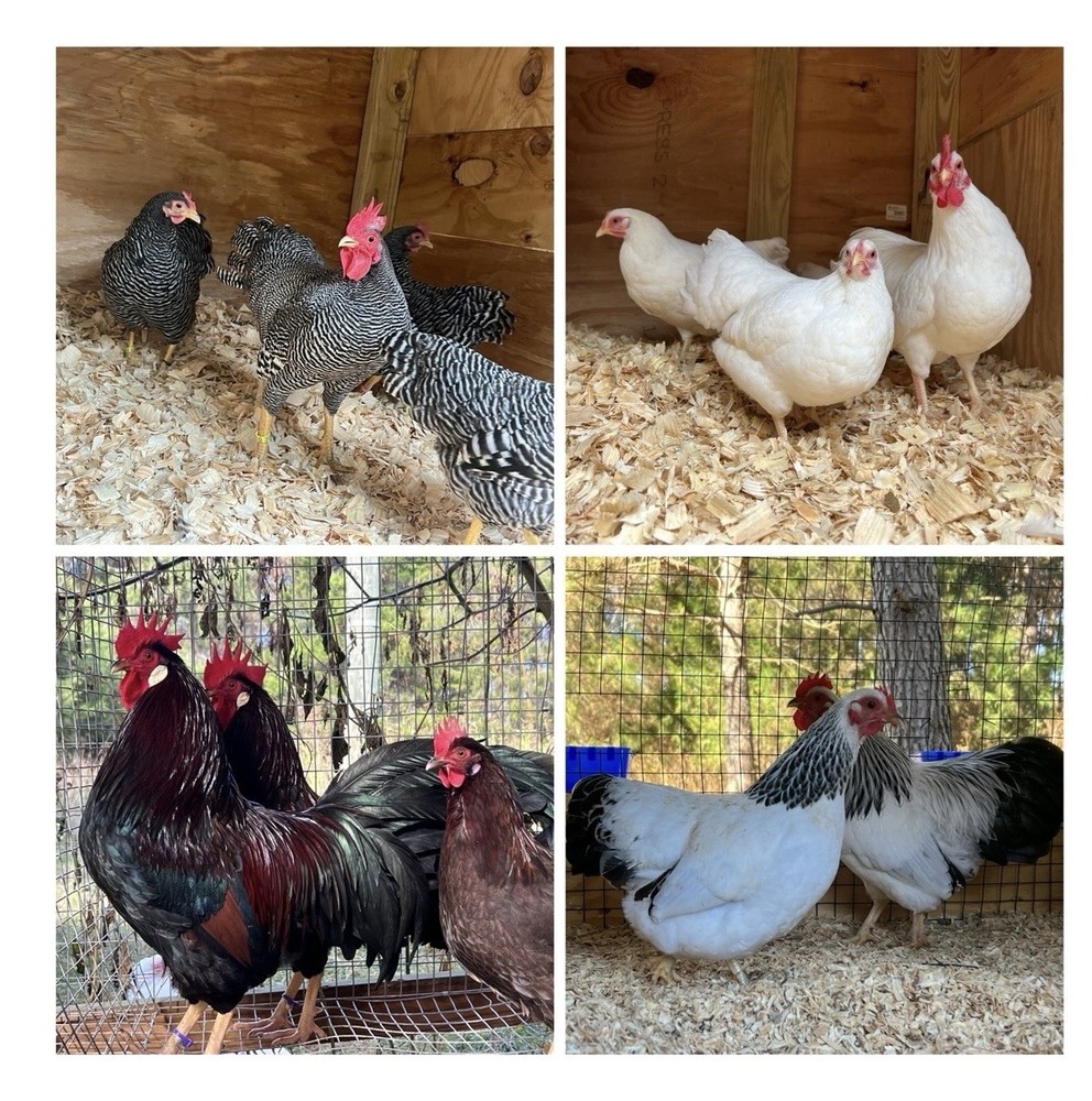 6+ Assorted Hatching Eggs from our Exhibition Stock