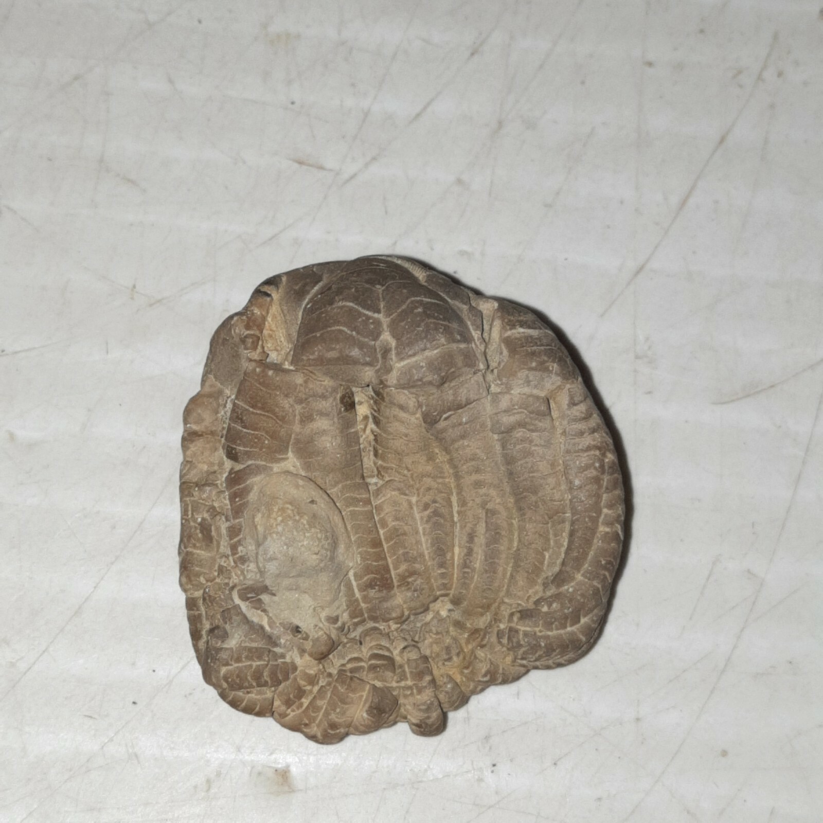 Crinoid Sarocrinus Mississippian Fossil Lake Monroe, Indiana