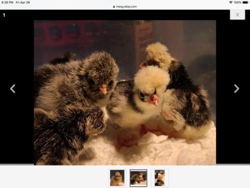 SILVER, BUFF, WHITE, GOLDEN POLISH BANTAM HATCHING EGGS SHIP 3/23 12+EGGS