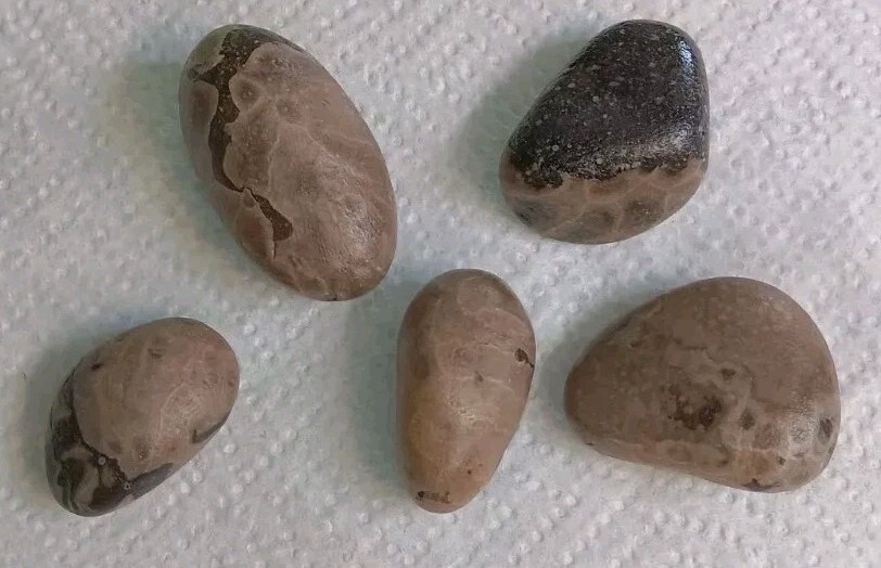 Petoskey Stone Lot- Dark Contrast Whole Raw Unpolished Lake Michigan Hexagonaria