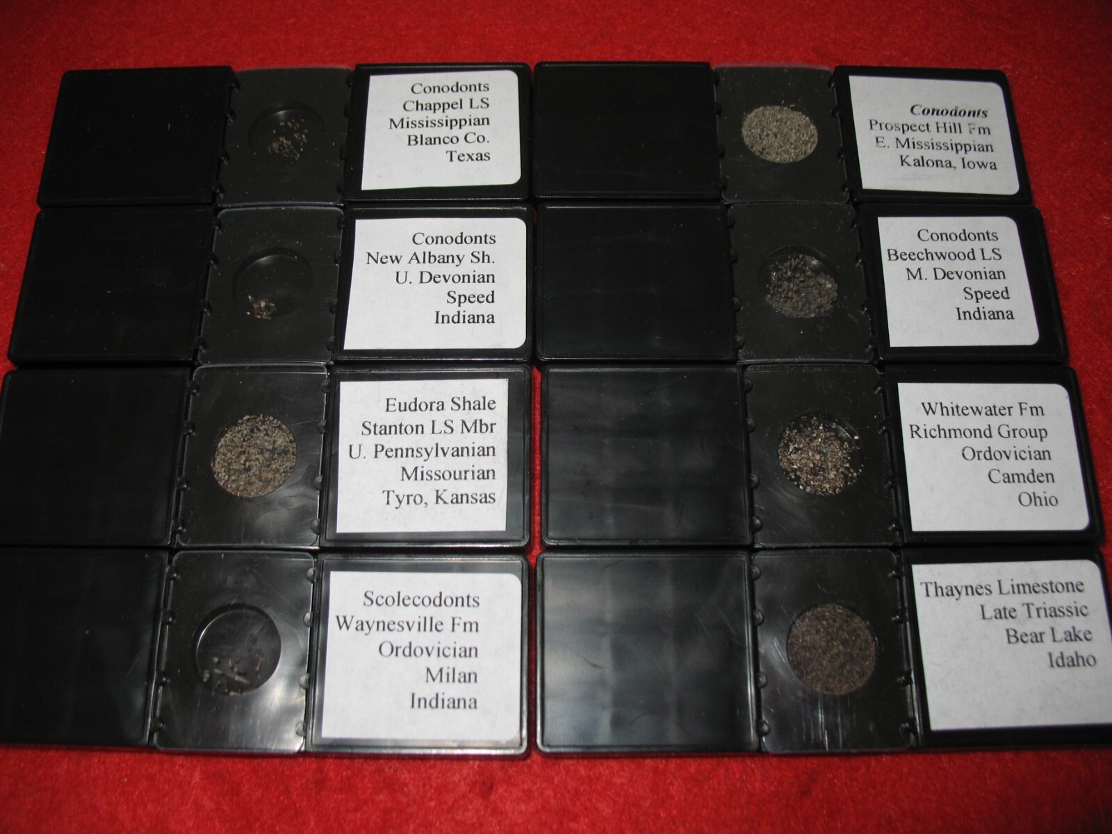 Ordovician to Triassic Conodont microfossil 8 slide collection rare fossils