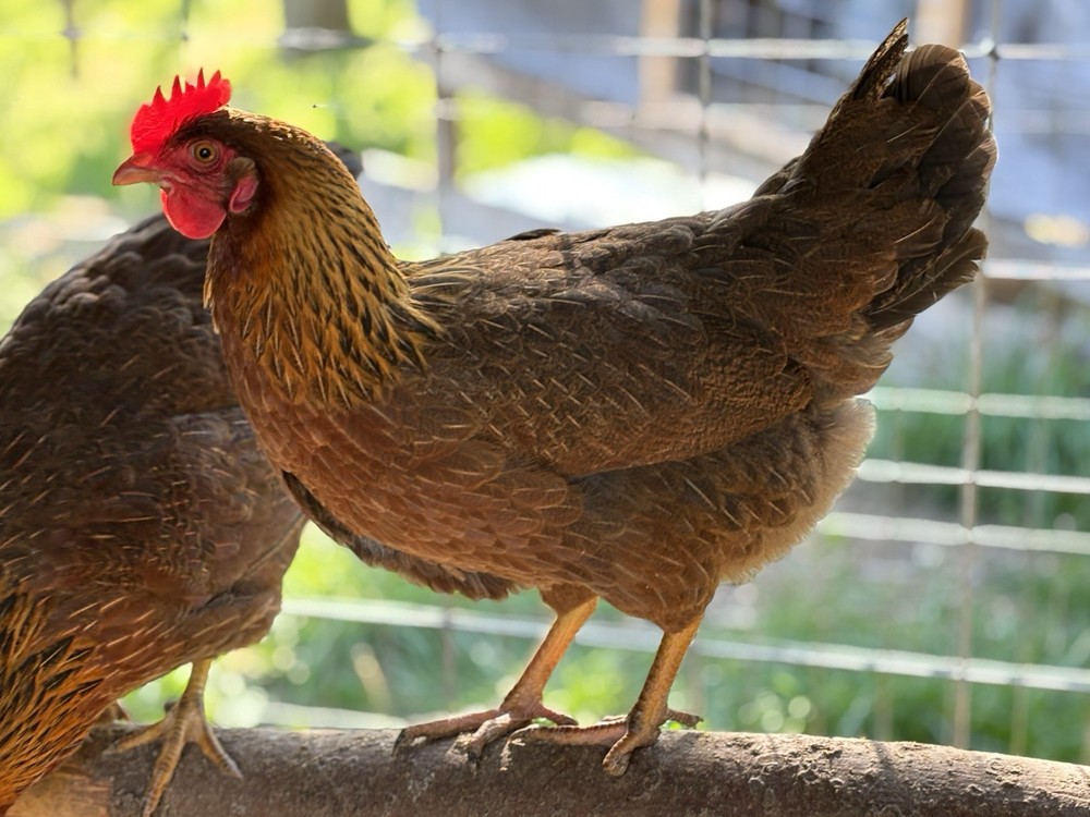 Welsummer hatching eggs (12 Eggs)