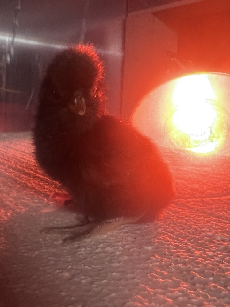 10++ Extra Candy Corn Polish Fertile Hatching Eggs