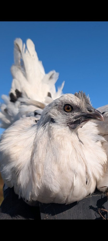 6 Zombie & Fibro Egger Hatching Eggs