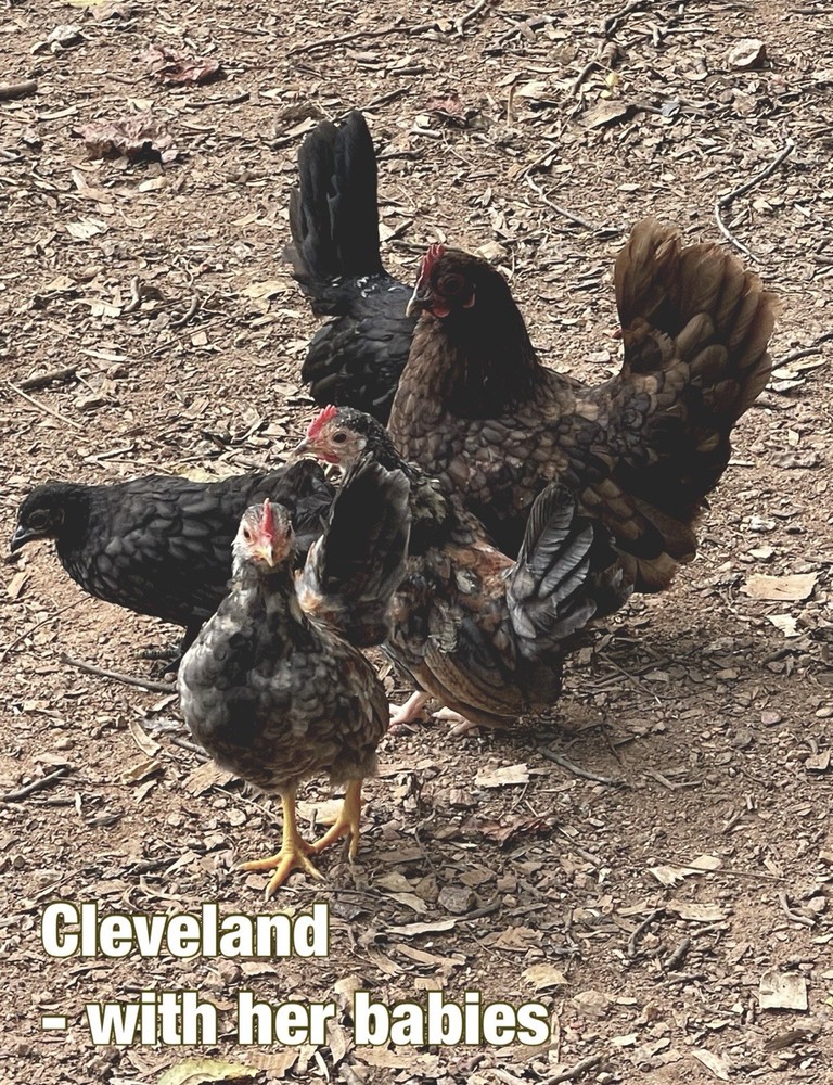 Serama Hatching Eggs 12+ Smooth, Frizzle