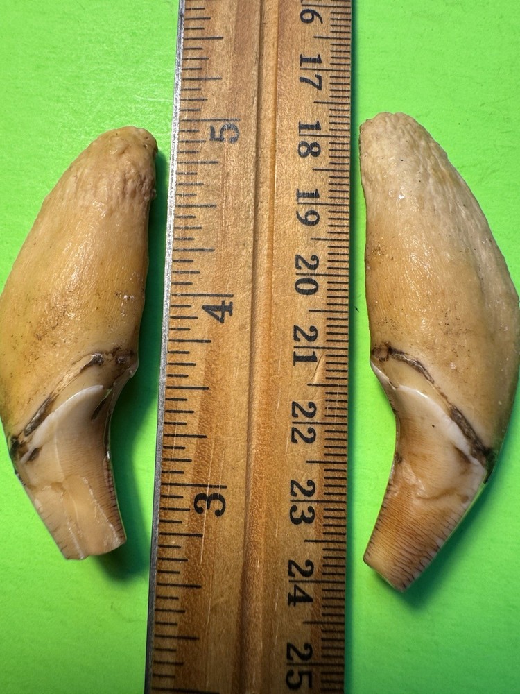 507- Tooth, Teeth, Fox’s Teeth, Coyote’s Teeth