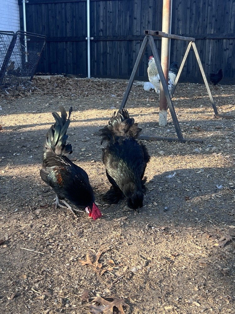 12 Batam Mix Barnyard.