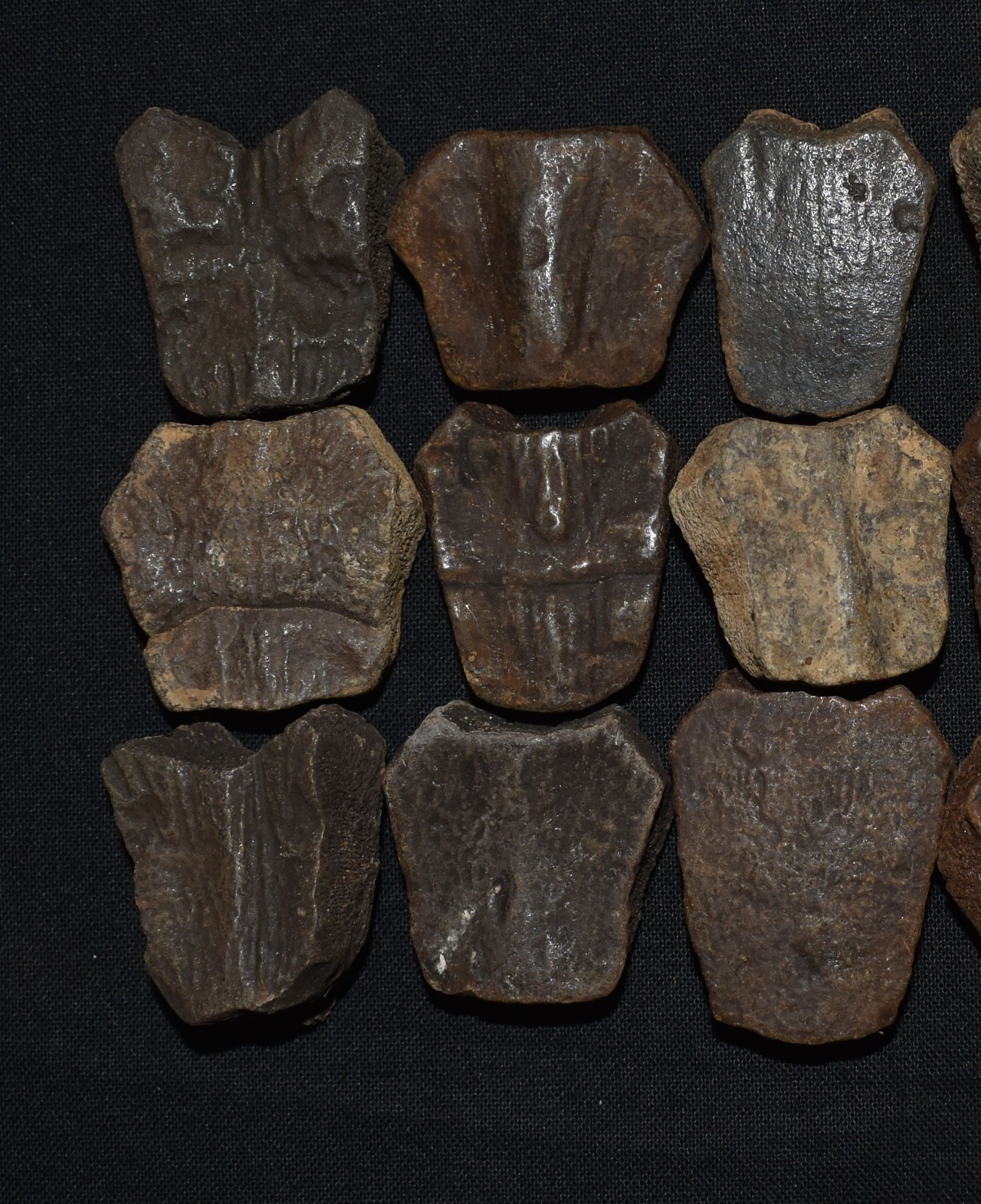 Set of Fifteen Fossil Turtle Shell Elements (top shell pieces) - Turtle Fossils