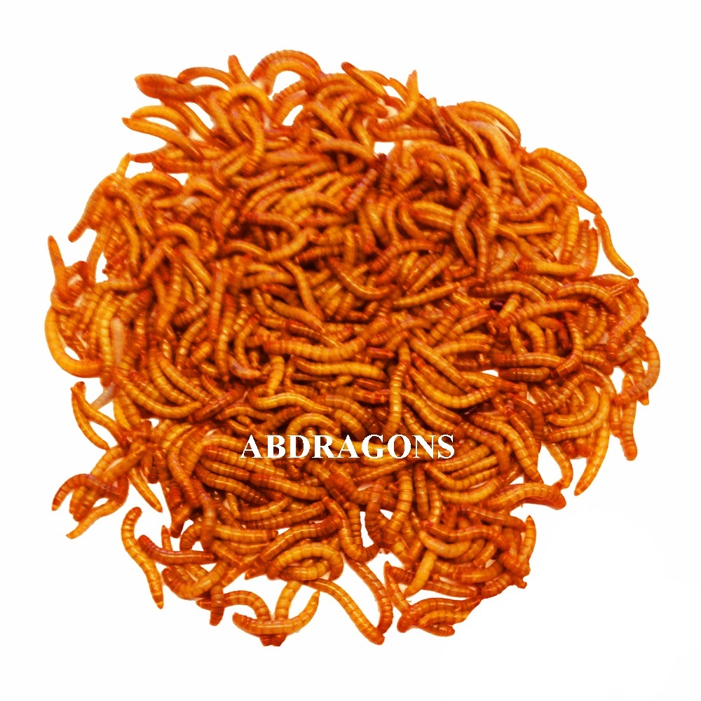 Live Mealworms Sizes: All Qty:50-2,000 Free Shipping or FedEx!!