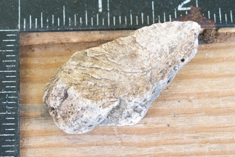 NE Oklahoma Fossil
