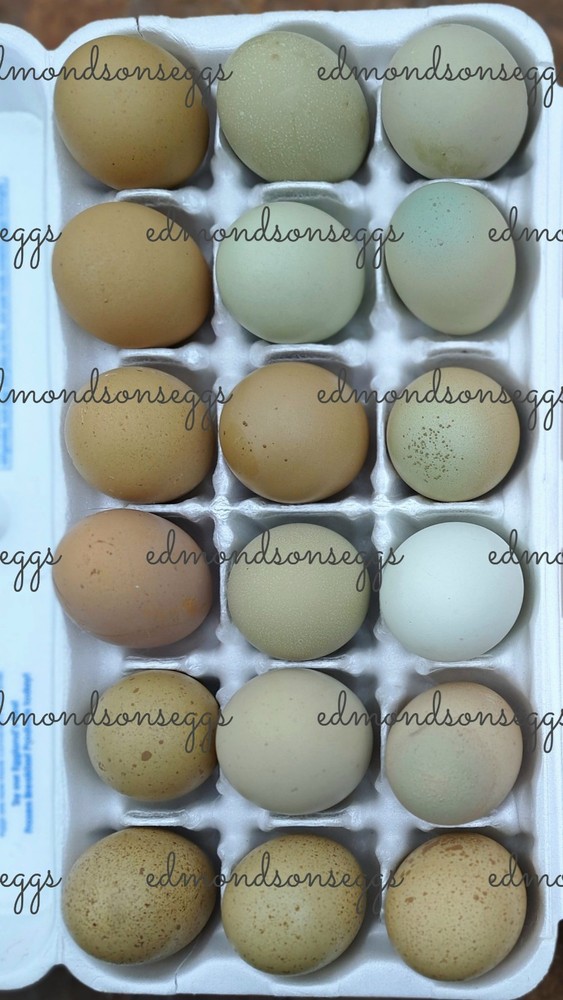 12 Colorful Hatching EGGS.multi Gen Olive EGGER Easter Egger Free Ranging Mix