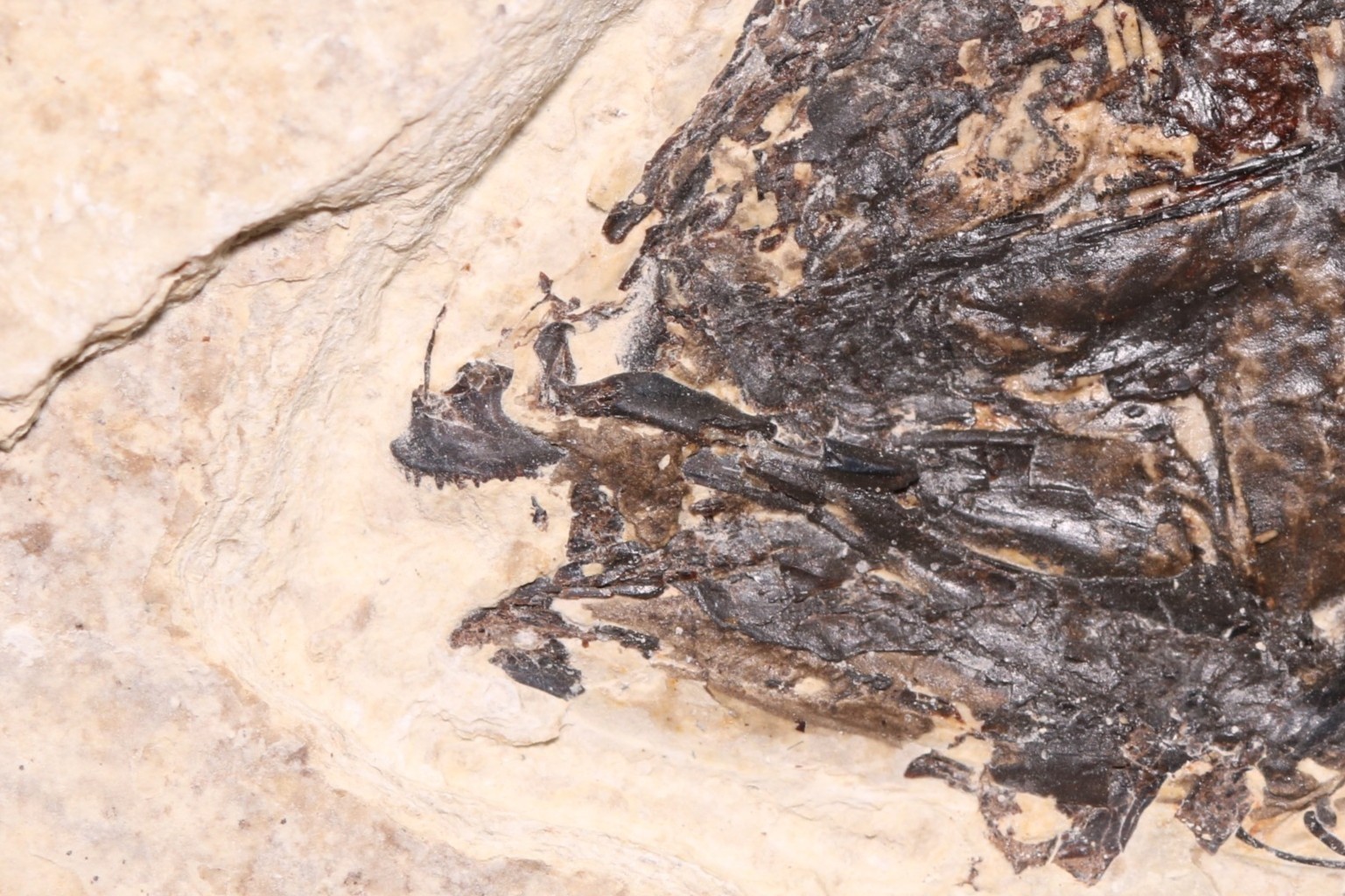 5.2" Mioplosus Fossil Fish Fossil Lake Green River Fm Wyoming WY COA 11858