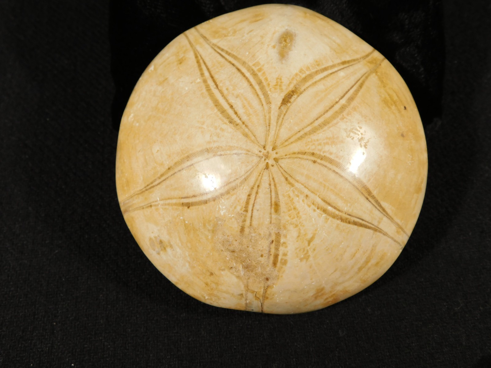 Big! Polished 150 Million Year Old! AAA SAND DOLLAR Fossil Madagascar 259gr