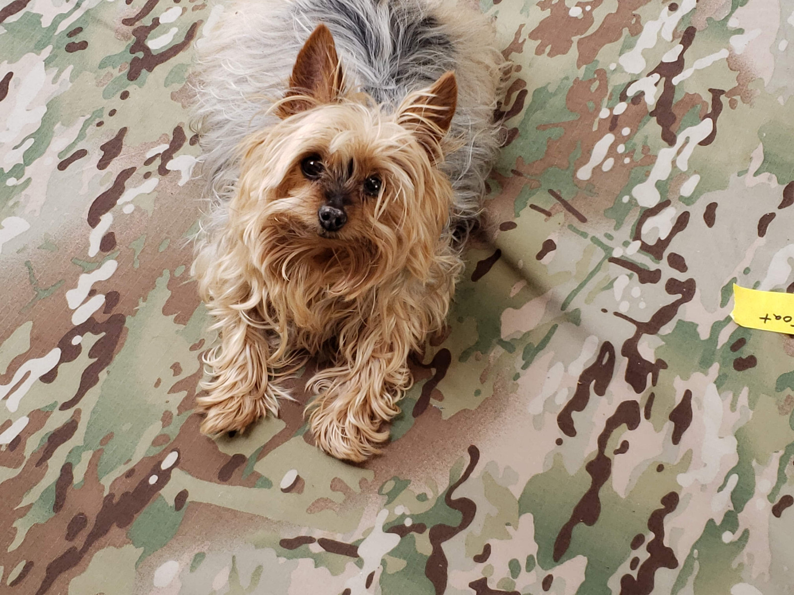 🇺🇸100% GENUINE USGI ARMY USAF ISSUE OCP MULTICAM PONCHO NOT CHIC0M NOT FAKE