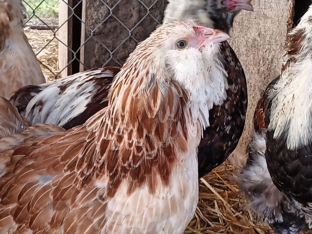 12 Rainbow chicken hatching eggs| Healthy Flock