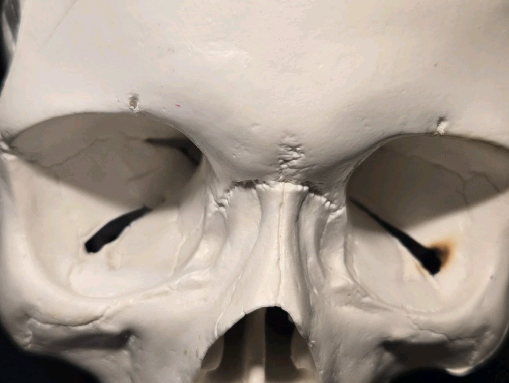 Realistic Anatomical Human Skull Model