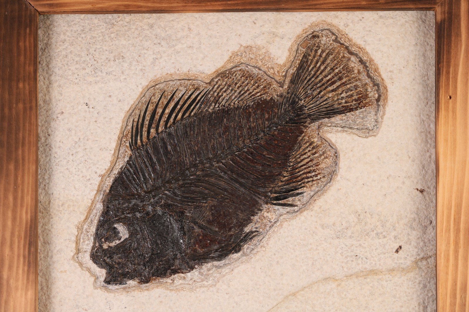 Fossil Fish Superb 5" Cockerellites Green River Formation Wyoming WY COA 10707