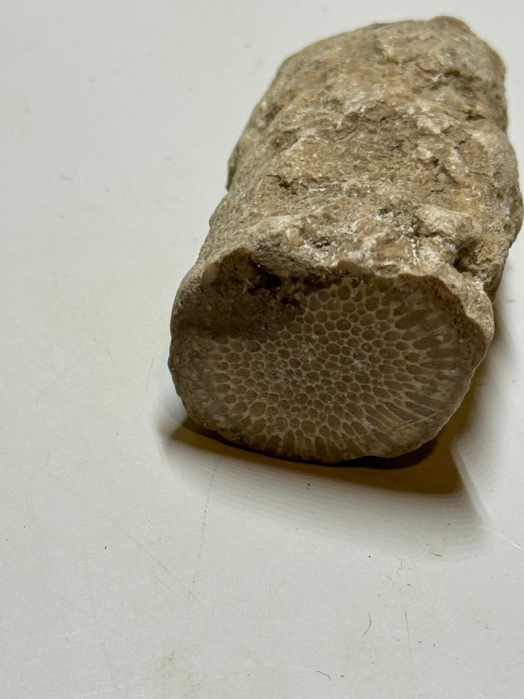 POLISHED CORAL SPECIMEN