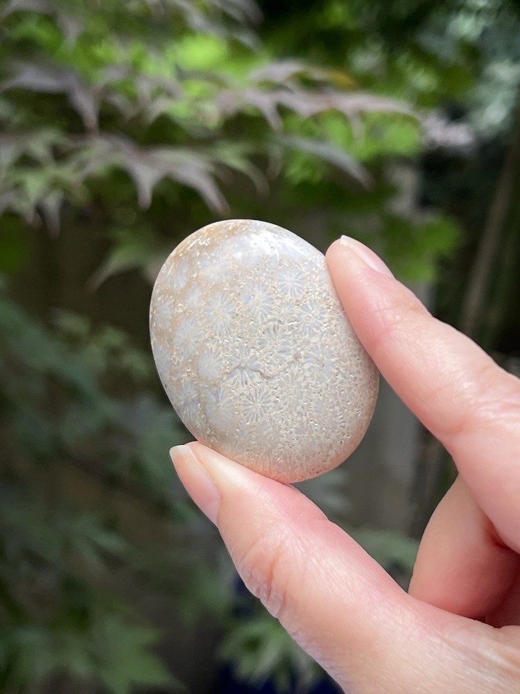Fossilized Coral Crystal Palmstone AAA+ 33